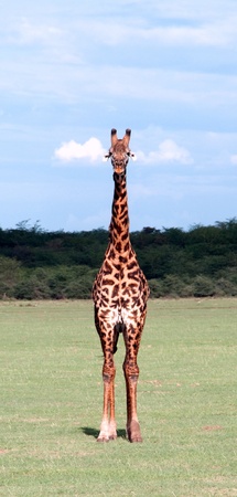 Giraffe in a national parkの写真素材