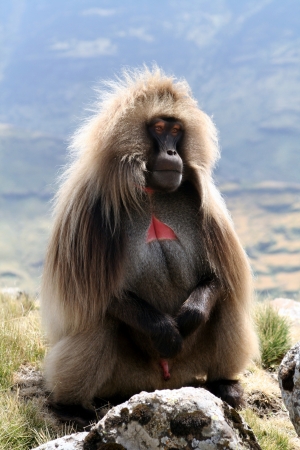 Gelada Baboonの写真素材
