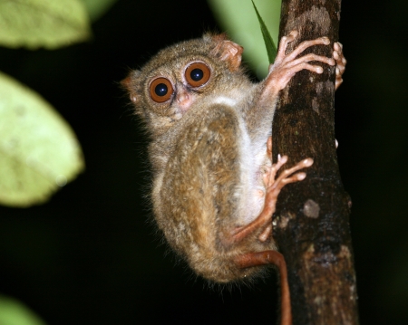Tarsier  Tarsius Syrichta , worlds smallest primate in the wildの写真素材
