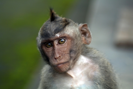 Macaque