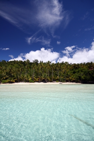 Beautiful palm tree over white sand beach  の写真素材