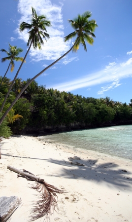 Beautiful palm tree over white sand beach  の写真素材