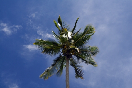  Beautiful palm tree の写真素材
