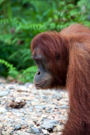 Orangutan in Sumatraの写真素材