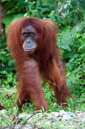 Orangutan in Sumatraの写真素材