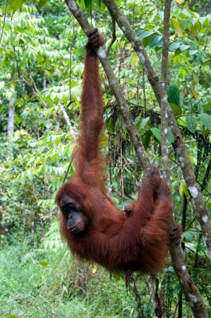 Orangutan in Sumatraの写真素材