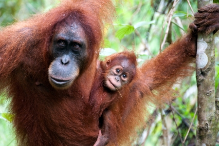 Orangutan in Sumatraの写真素材