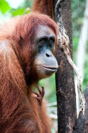 Orangutan in Sumatraの写真素材