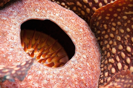 Rafflesia, the biggest flower in the world , Borneo, Malaysiaの写真素材