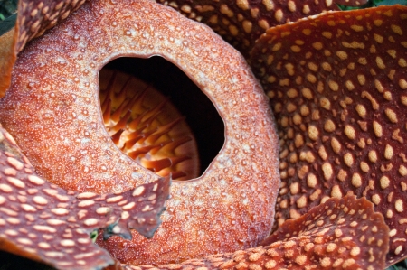 Rafflesia, the biggest flower in the world , Borneo, Malaysiaの写真素材