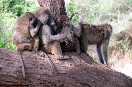 Olive Baboon in Kenya Posingの写真素材