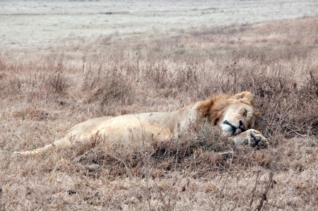 African lionの写真素材