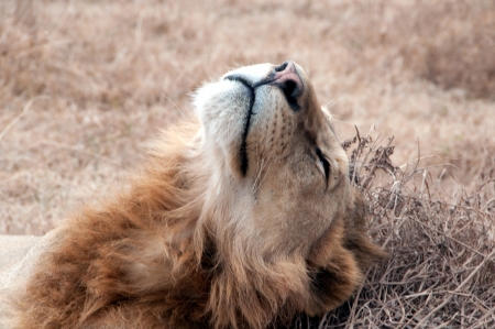 African lion