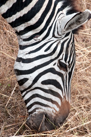 Zebraの写真素材