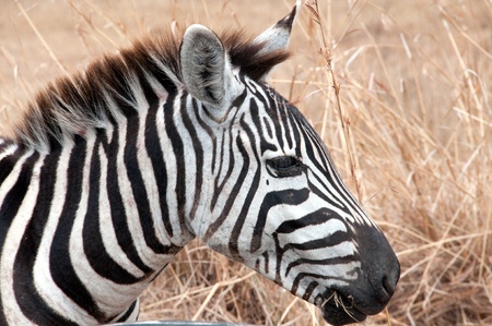 Zebraの写真素材