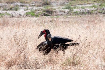 Ground hornbill の写真素材