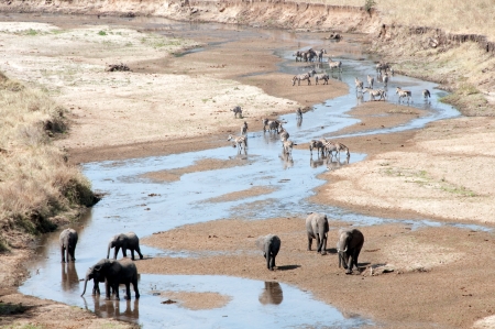 Elephant - Tarangire National Park - Wildlife Reserve in Tanzania, Africaのeditorial素材
