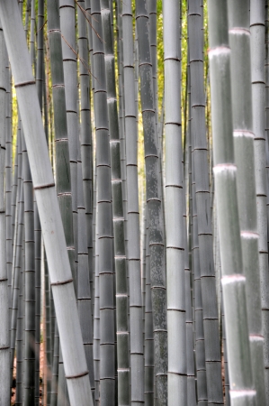 Bamboo forest in KYOTO JAPANの写真素材