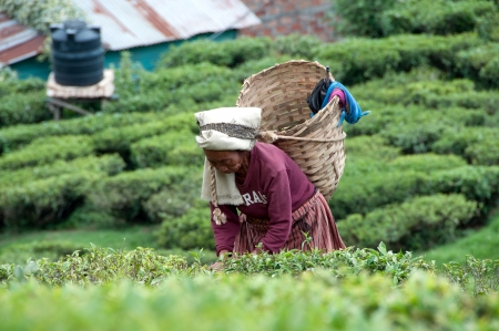 DARJEELING, INDIA - AUGUST 20  Women picks tea leafs on the famous Darjeeling tea garden during the monsoon season on August 20, 2010  The majority of the local population are immigrant Nepalis  INDIAのeditorial素材