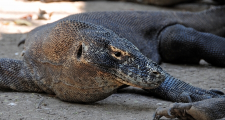 The Komodo dragon, Varanus komodoensis, is the biggest living lizard in the world, Indonesia 