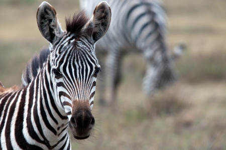 Zebra, Serengeti National Park, Tanzania, East Africaの写真素材