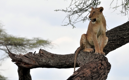Lion in a Treeの写真素材