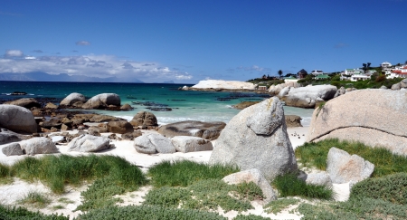 African Penguin on Boulders Beach in Cape Town, South Africa の写真素材