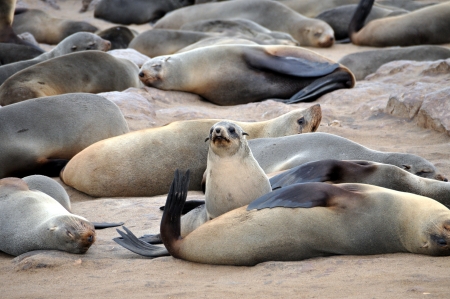 Group of cape fur seals  brown fur seals  at cape cross, skeleton coast - Namibiaの写真素材