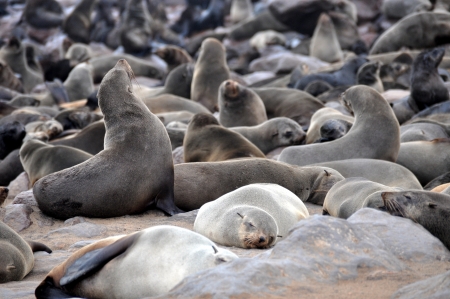 Group of cape fur seals  brown fur seals  at cape cross, skeleton coast - Namibiaの写真素材