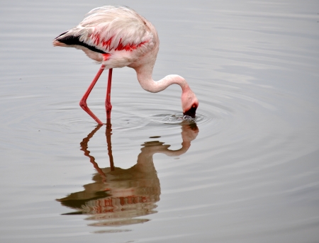 Flamingos at Walvis Bayの写真素材