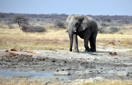 Elephantの写真素材