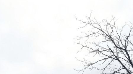 Dead tree branch on white sky background with copy space for text.の写真素材