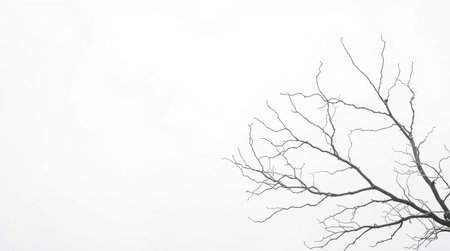 Dead tree on a white background with copy space for text or designの写真素材