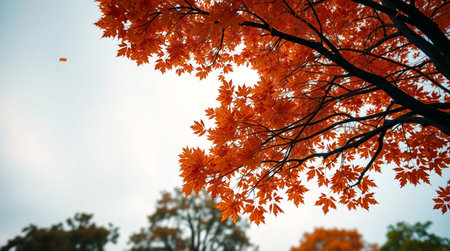 Autumn maple leaves in the park. Fall season concept. Selective focus.の写真素材