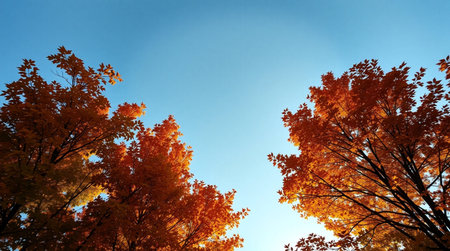 autumn leaves on the blue sky background, fall season concept.の写真素材