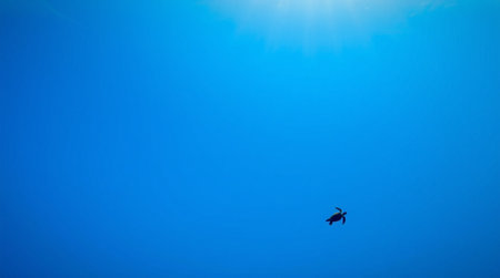 Silhouette of a bird flying in the blue sky with sun raysの写真素材