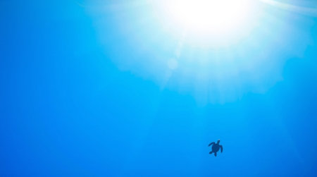 Silhouette of a turtle swimming in the blue oceanの写真素材