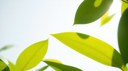 Close up of nature view green leaf on blurred greenery background under sunlight with bokeh and copy...