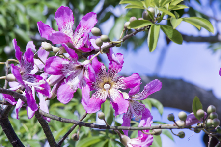 Violet flowersの写真素材