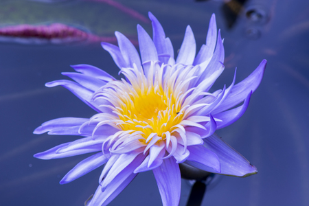 Romatic Lily flowerの写真素材