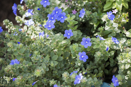 Violet Flowersの写真素材