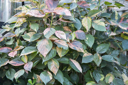 Green Leavesの写真素材