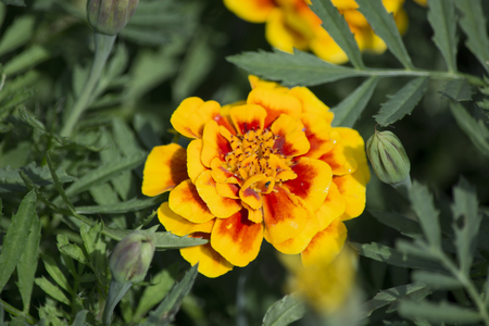 Yellow Flowerの写真素材