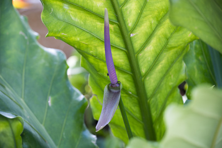 Green leavesの写真素材