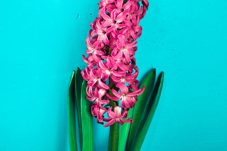 Â Closeup of a beautiful hyacinth flower against blue backgroundの写真素材