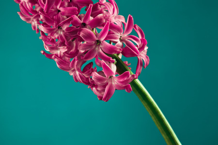 Â Closeup of a beautiful hyacinth flower against turquoise backgroundの写真素材