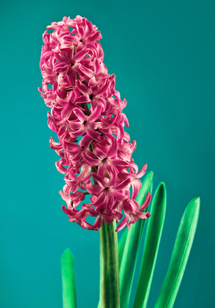 Â Closeup of a beautiful hyacinth flower against turquoise backgroundの写真素材