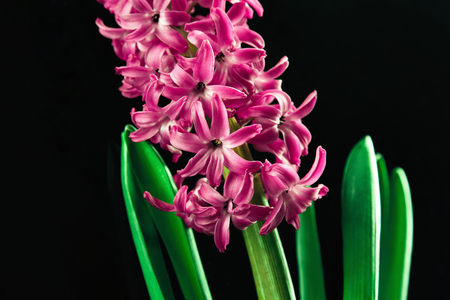Closeup of a beautiful hyacinth flower against black backgroundの写真素材