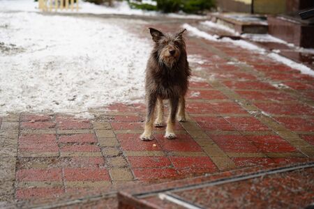 A homeless hungry dog in the winter in the city is looking for food. Unlucky dirty and cold dog is standing in the streetの写真素材