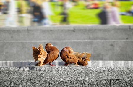 Pigeons love. Two Pigeons in love in parkの写真素材
